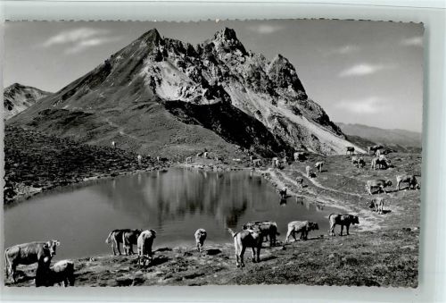 7250 Klosters - Gotschnagrat Gotschnaseeli mit Casanna Kühe
