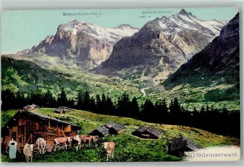 3818 Grindelwald - Alphütten Kühe