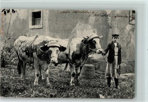1902 - Zwei Bullen, Rinder - ein Tiergespann AK