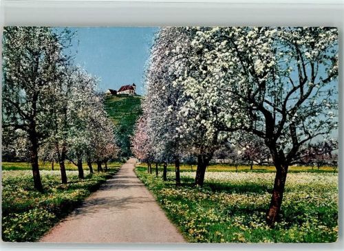 5603 Staufen 1911 - Blühende Bäume Staufberg