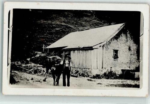 Altes Bauernhaus Kuh