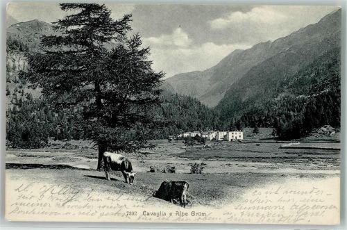 7742 Cavaglia Poschiavo 1909 - Grümalp Kühe