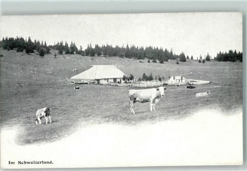 Im Schweizerland Alm Kühe