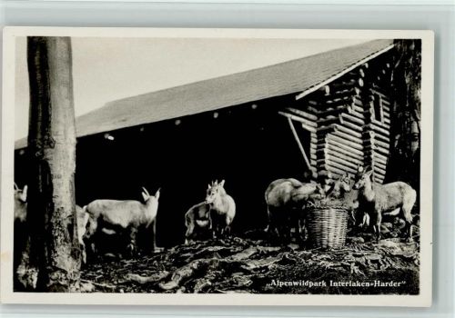 Harder - Alpenwildpark Gemsen