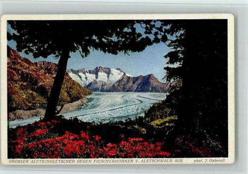 Aletschgletscher - Fiescherhörner Aletschwald phot. J. Gaberell 6885