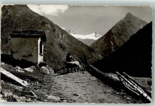 3906 Saas-Fee Foto AK Kapellenweg Foto Gyger Schafe