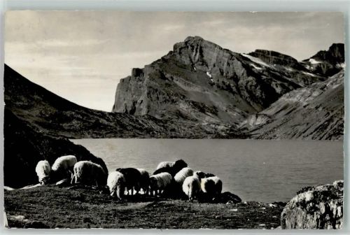 Gemmipass Wallis Gebrauchsspuren Daubensee Daubenhorn Schafherde