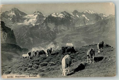 Männlichen - Kuhherde