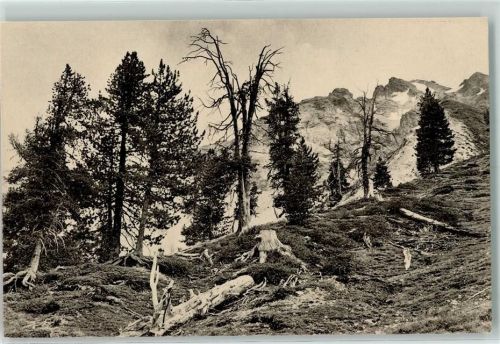 7550 Scuol Schuls - Schweiz. Nationalpark Arvenvorposten