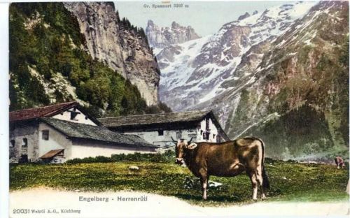 um 1910 - Engelberg, Kanton Ob- u. Nidwalden, Herrenrüt, Alm,Wehrli A.-G. AKU2