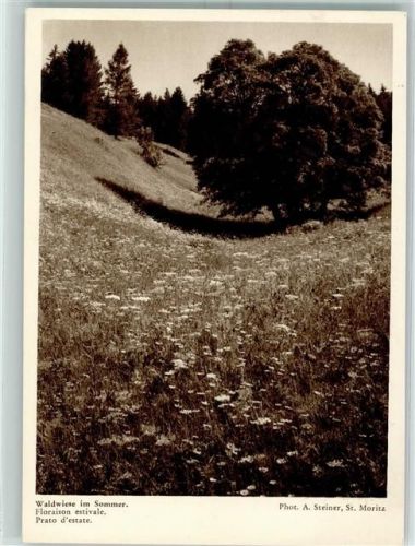 7500 St. Moritz - Waldwiese im Sommer