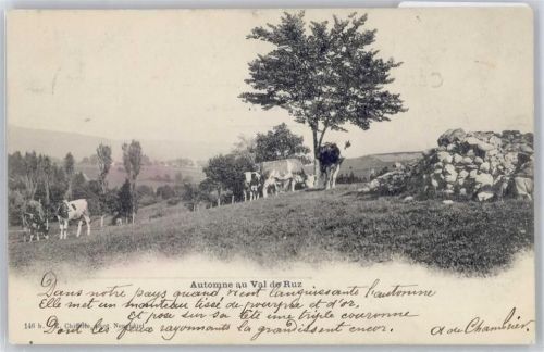 Automne au Val de Ruz Kühe