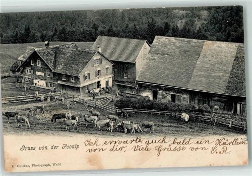 8638 Goldingen 1903 - Pooalp Kühe