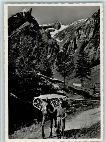 Alpstein - Im Alpstein Der Seealpsäumer Im Hintergrund der Säntis Pferd