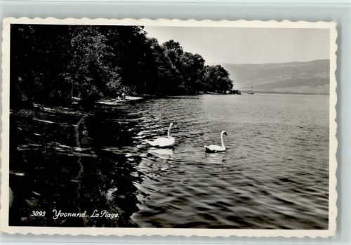 1462 Yvonand - La Plage Schwäne