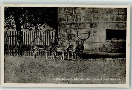 8200 Schaffhausen Sciaffusa - Damhirsch Kolonie Munotgraben