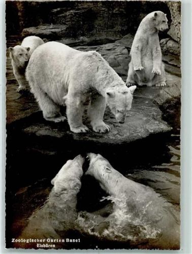 4000 Basel Bâle - Zoologischer Garten Eisbären