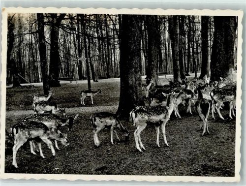 1000 Lausanne Losanna - Wildgehege Rehe