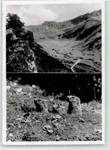 9497 Malbun - Murmeltiere