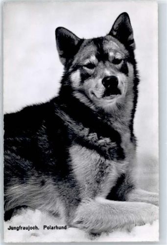 3801 Jungfraujoch - Foto-Karte Polarhund