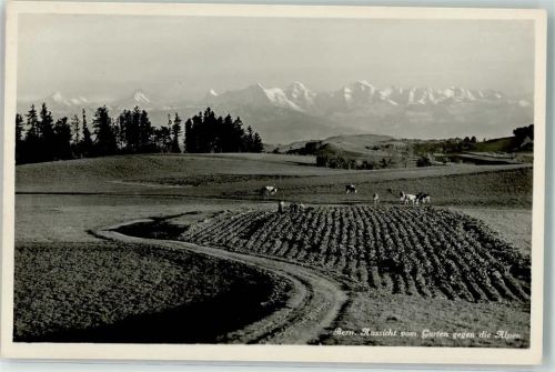 3000 Bern Berne - Kühe