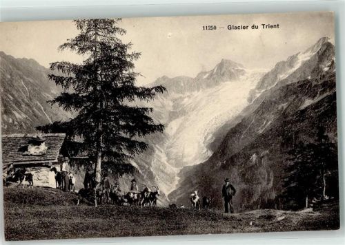 Glacier du Trient - Gletscher Ziegenherde