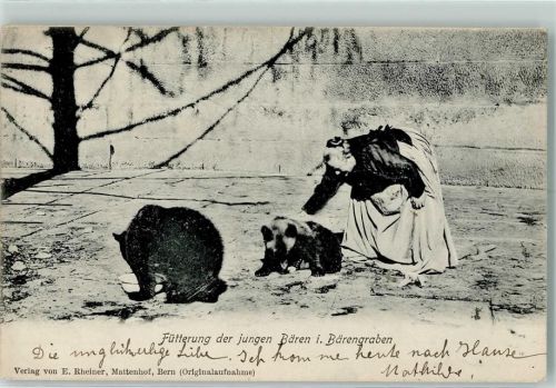 3000 Bern Berne 1905 - Fütterung der jungen Bären im Bärengraben