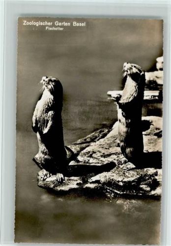 Basel Bâle Zoologischer Garten Fischotter Zoo