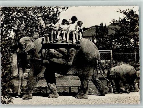 Elefantenreiten AK Zoo 1937