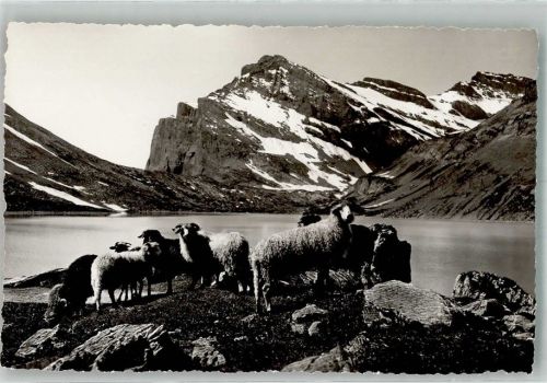 Gemmipass Wallis Foto AK Schafherde am Daubensee