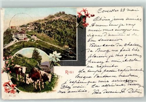 Rigi Kulm Gebrauchsspuren Kühe