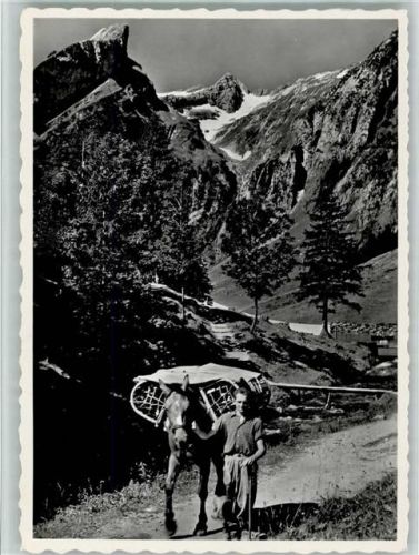 Alpstein - Im Alpstein Der Seealpsäumer Im Hintergrund der Säntis Pferd