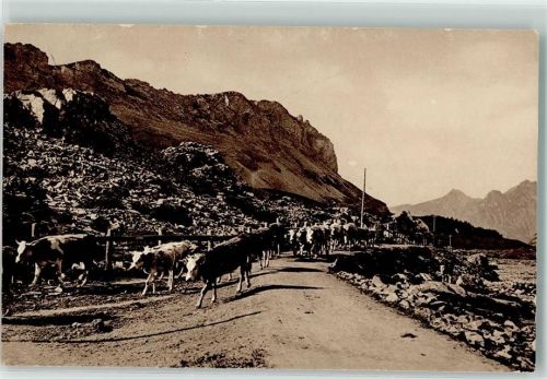Gemmipass Wallis 1916 - Kuhherde