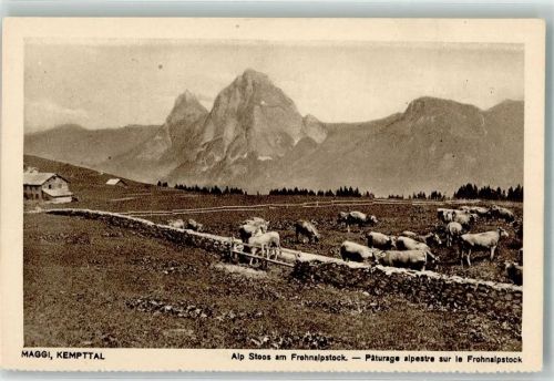 6673 Maggia - Alp Stoos Frohnalpstock Kempttal Kühe