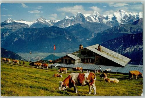 Niederhorn - Berghaus Kühe Eiger Mönch Jungfrau