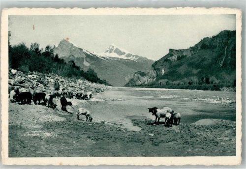 7310 Bad Ragaz Foto AK Schafherde am Rhein