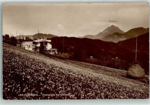 Les Pléiades - Champ de Narcisses Moleson