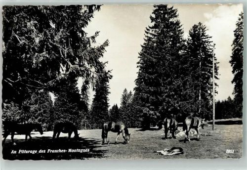 2350 Saignelégier - Au Paturage des Franches Montagnes