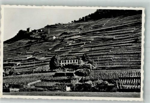 1070 Treytorrens Lavaux Foto AK Weinterrassen