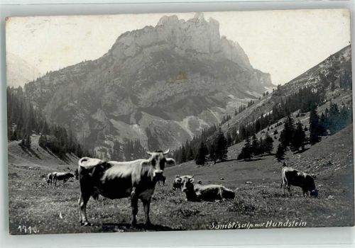 9058 Brülisau - Kuhherde auf der Sämbtisalp