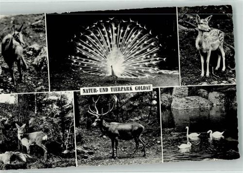 6410 Goldau - Tierpark Rotwild Schwäne