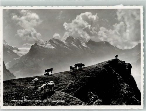 3825 Mürren Foto AK Tschingelgrat Gspaltenhorn Kühe