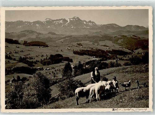 9042 Speicher - Schafe