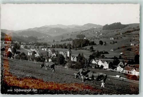 9105 Schönengrund - Kühe