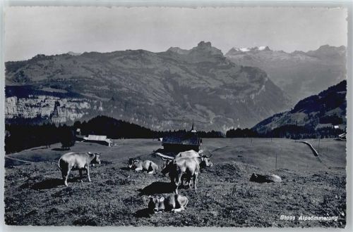 6433 Stoos SZ - Kuh, Alpsömmerung