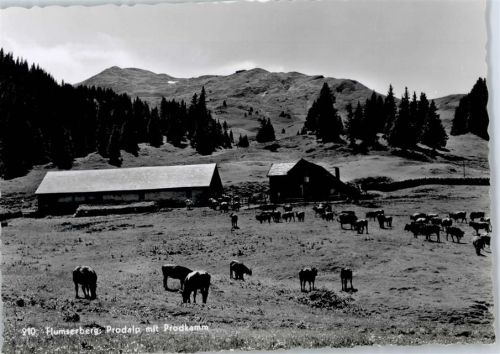 8890 Flums - Prodalp , Kuhweide