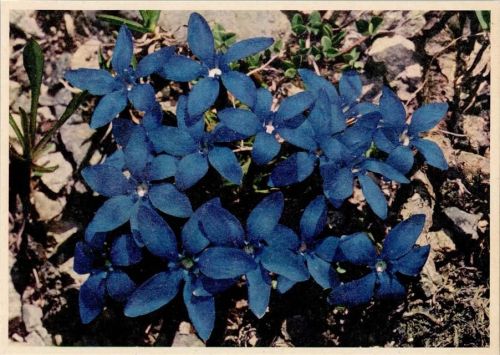 sign Schellenberg - Frühlingsenziane - Alpenblumen , sehr gute Erhaltung AK Pro Infirmis Schweiz 1944 Künstlerkarte