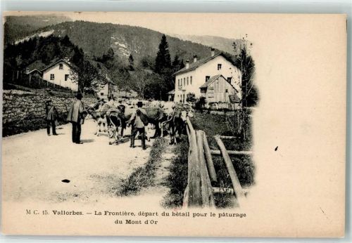 1337 Vallorbe - la Frontiere depart du betail pour le paturage du Mont d`Or Kühe
