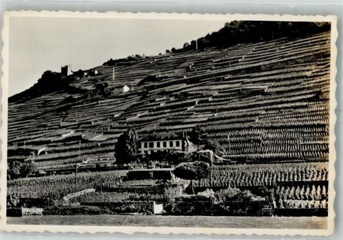 1070 Treytorrens Lavaux Foto AK Weinterrassen