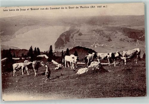 2416 Les Brenets Gebrauchsspuren Lac de Joux Kuhherde